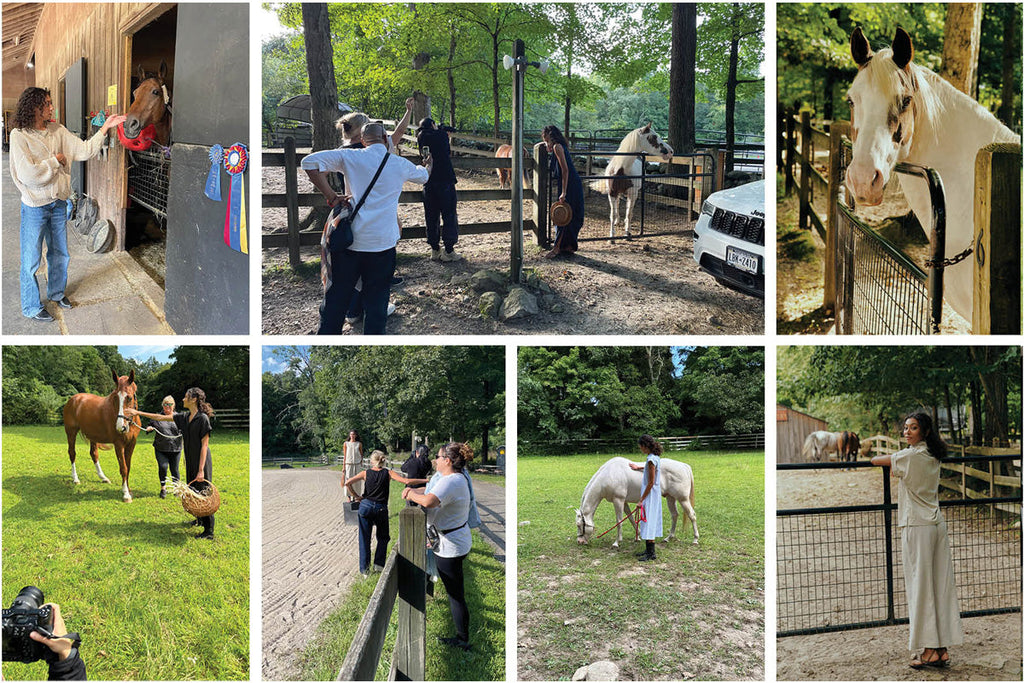 /blogs/stories/rising-starr-horse-rescue